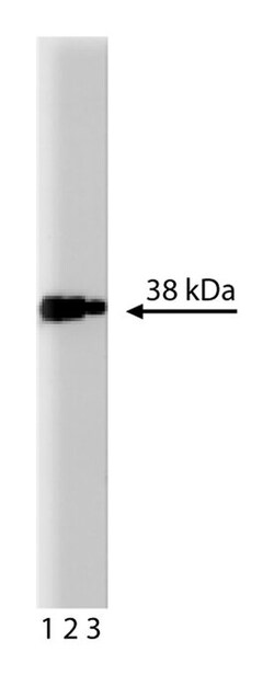 I B Mouse anti-Human, Unlabeled, Clone: 25, BD 50&mu;g; Unlabeled:Anticorps,