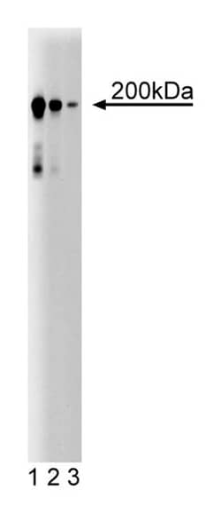 CD104 Mouse anti-Human, Unlabeled, Clone: 7, BD:Anticuerpos:Anticuerpos