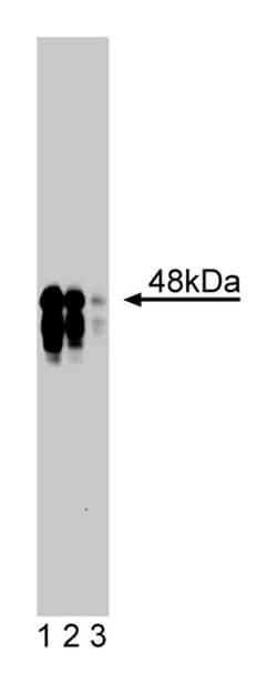 IKK Mouse, Unlabeled, Clone: 54, BD 50&mu;g; Unlabeled:Antibodies, Monoclonal