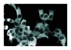 IKK Mouse, Unlabeled, Clone: 54, BD 50&mu;g; Unlabeled:Antibodies, Monoclonal