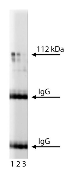 JIP-1 Mouse, Unlabeled, Clone: 50, BD 50&mu;g; Unlabeled:Antibodies, Monoclonal