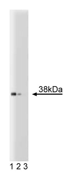 JAB1/CSN5 Mouse, Unlabeled, Clone: 42, BD 50&mu;g; Unlabeled:Antibodies,