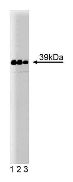 Jun Mouse, Unlabeled, Clone: 3, BD 50&mu;g; Unlabeled:Antibodies, Monoclonal