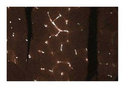 Jun Mouse, Unlabeled, Clone: 3, BD 50&mu;g; Unlabeled:Antibodies, Monoclonal