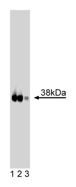 JAM-1 Mouse anti-Human, Unlabeled, Clone: 43, BD 50 &mu;g | Buy Online | BD Biosciences | Fisher Scientific