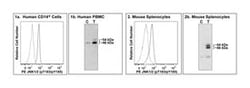 JNK Mouse, PE, Clone: N9-66, BD 50 Tests; PE:Antibodies, Monoclonal