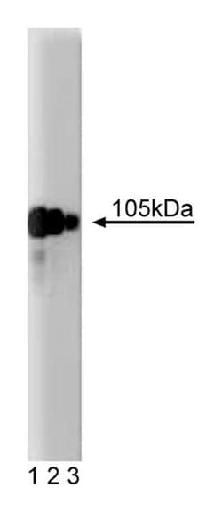 KRIP-1 Mouse, Unlabeled, Clone: 23, BD 50&mu;g; Unlabeled:Antibodies, Monoclonal