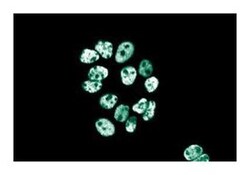 KRIP-1 Mouse, Unlabeled, Clone: 23, BD 50&mu;g; Unlabeled:Antibodies, Monoclonal