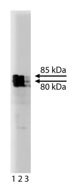 KIF3A Mouse, Unlabeled, Clone: 28, BD 50&mu;g; Unlabeled:Antibodies, Monoclonal