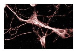 KIF3A Mouse, Unlabeled, Clone: 28, BD 50&mu;g; Unlabeled:Antibodies, Monoclonal