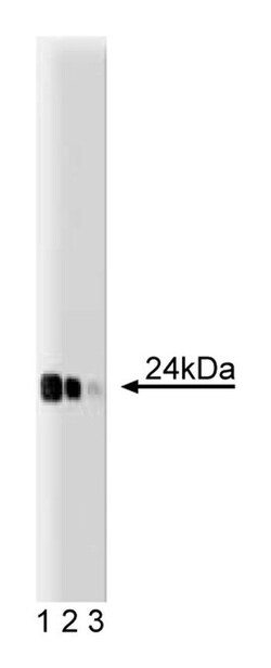 LITAF Mouse anti-Human, Unlabeled, Clone: 30, BD 50&mu;g; Unlabeled:Antibodies,