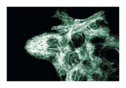 LITAF Mouse anti-Human, Unlabeled, Clone: 30, BD 50&mu;g; Unlabeled:Antibodies,
