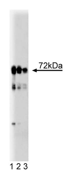 LIMK1 Mouse, Unlabeled, Clone: 42, BD 50&mu;g; Unlabeled:Antibodies, Monoclonal
