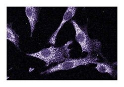 LIMK1 Mouse, Unlabeled, Clone: 42, BD 50&mu;g; Unlabeled:Antibodies, Monoclonal