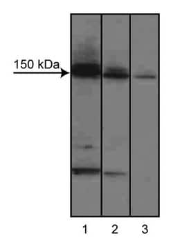 LAR Mouse, Unlabeled, Clone: 7, BD 150&mu;g; Unlabeled:Antibodies, Monoclonal