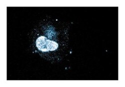 HNF-1 Mouse, Unlabeled, Clone: 25, BD 50&mu;g; Unlabeled:Antibodies, Monoclonal
