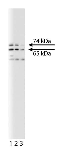 Lamin A/C Mouse, Unlabeled, Clone: 14, BD 50&mu;g; Unlabeled:Antibodies,