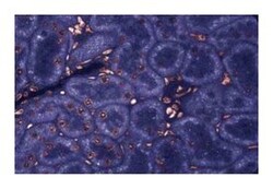 LRP Mouse, Unlabeled, Clone: 42, BD 50&mu;g; Unlabeled:Antibodies, Monoclonal