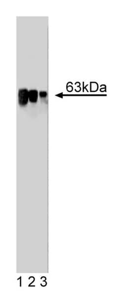 LSF Mouse, Unlabeled, Clone: 14, BD 50&mu;g; Unlabeled:Antibodies, Monoclonal
