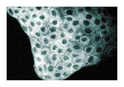 LSF Mouse, Unlabeled, Clone: 14, BD 50&mu;g; Unlabeled:Antibodies, Monoclonal