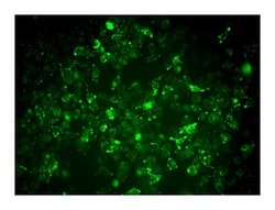 Lgr5 (CRL Region) Rat anti-Human, Unlabeled, Clone: 1D9A5, BD 0.1mg; Unlabeled:Antibodies,