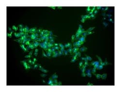 anti-Lgr5 (Central LRR); Clone: 4D11F8; BD 0.1mg; Unlabeled:Antibodies,