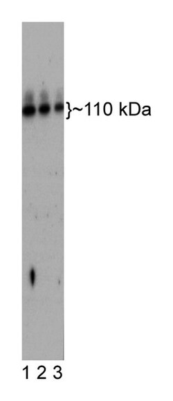 Lgr5 (CRL Region) Rat anti-Human, Unlabeled, Clone: 1D9A5, BD 0.1mg; Unlabeled:Antibodies,