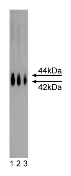 ERK1 Mouse, Unlabeled, Clone: MK12, BD 150&mu;g; Unlabeled:Antibodies,