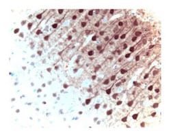 ERK1 Mouse, Unlabeled, Clone: MK12, BD 150&mu;g; Unlabeled:Antibodies,