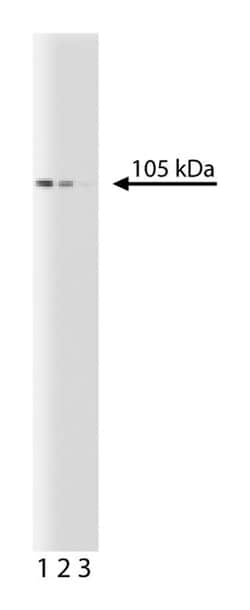 MCM6 Mouse anti-Human, Unlabeled, Clone: 1, BD 50&mu;g; Unlabeled:Antibodies,