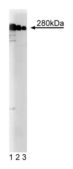 MAP2B Mouse, Unlabeled, Clone: 18/MAP2B, BD 50&mu;g; Unlabeled:Antibodies,