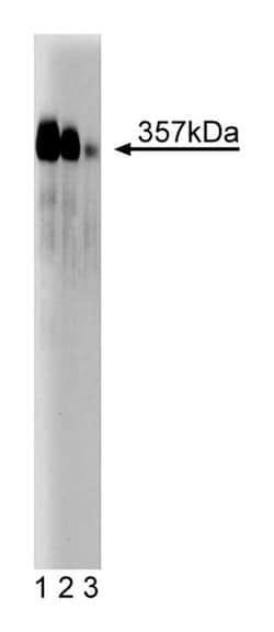 Mitosin Mouse anti-Human, Unlabeled, Clone: 11, BD 50&mu;g; Unlabeled:Anticuerpos