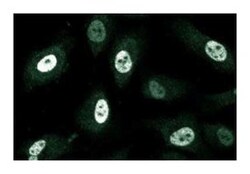 Mitosin Mouse anti-Human, Unlabeled, Clone: 11, BD 50&mu;g; Unlabeled:Anticuerpos