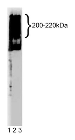 MAP4 Mouse anti-Human, Unlabeled, Clone: 18, BD 50&mu;g; Unlabeled:Antibodies,