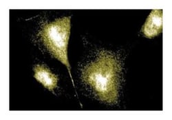 MAP4 Mouse anti-Human, Unlabeled, Clone: 18, BD 50&mu;g; Unlabeled:Antibodies,