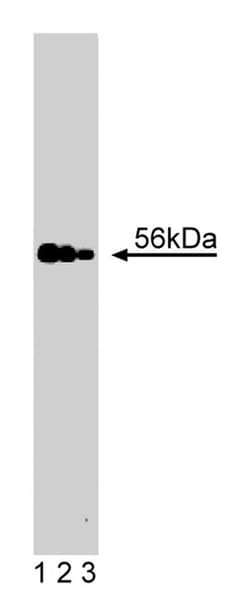 MST1 Mouse anti-Human, Unlabeled, Clone: 7, BD 50&mu;g; Unlabeled:Antibodies,