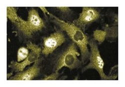 MST1 Mouse anti-Human, Unlabeled, Clone: 7, BD 50&mu;g; Unlabeled:Antibodies,