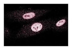 MSH3 Mouse anti-Human, Unlabeled, Clone: 52, BD 50 &mu;g | Buy Online | BD Biosciences | Fisher Scientific