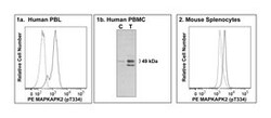 MAPKAPK-2 Mouse, PE, Clone: P24-694, BD 50 Tests; PE:Antibodies, Monoclonal