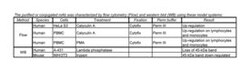 MEK1 (pS298) Mouse anti-Human, Alexa Fluor 488, Clone: J114-64, BD 50 Tests;