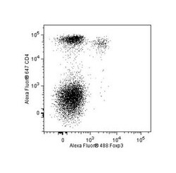 Foxp3 Rat anti-Mouse, Alexa Fluor 488, Clone: R16-715, BD 50 &mu;g | Buy Online | BD Biosciences | Fisher Scientific