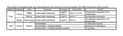 Syk (pY348) Mouse, PE, Clone: I120-722, BD 50 Tests; PE:Antibodies, Monoclonal