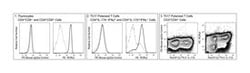 ROR t Mouse anti-Mouse, PE, Clone: Q31-378, BD 50&mu;g; PE:Antibodies,