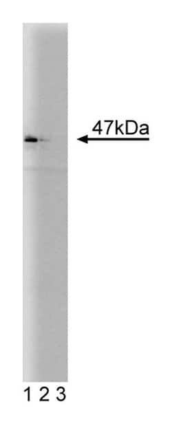 NCK Mouse, Unlabeled, Clone: 108, BD 50&mu;g; Unlabeled:Antibodies, Monoclonal