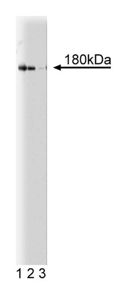 NMDAR2A (N-Methyl D-Aspartate) Mouse, Unlabeled, Clone: 5, BD 50 &mu;g | Buy Online | BD Biosciences | Fisher Scientific