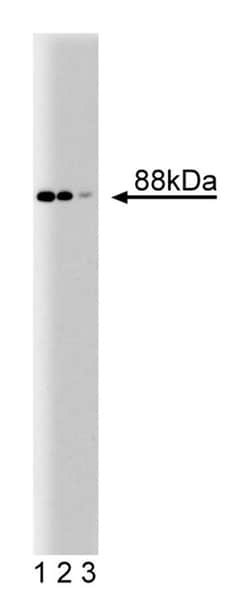 Nup88 Mouse anti-Human, Unlabeled, Clone: 22, BD 50&mu;g; Unlabeled:Antibodies,