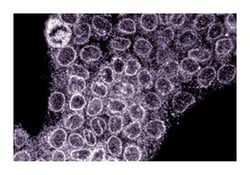 Nup88 Mouse anti-Human, Unlabeled, Clone: 22, BD 50&mu;g; Unlabeled:Antibodies,
