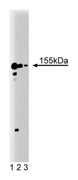 nNOS Mouse, Unlabeled, Clone: 16, BD:Antikroppar:Primära antikroppar