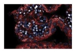 nNOS Mouse, Unlabeled, Clone: 16, BD:Antikroppar:Primära antikroppar