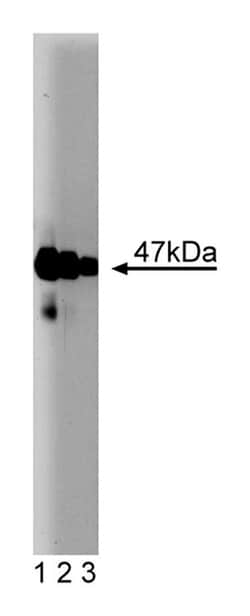 Neuronal Pentraxin Mouse, Unlabeled, Clone: 22, BD 150&mu;g; Unlabeled:Antibodies,